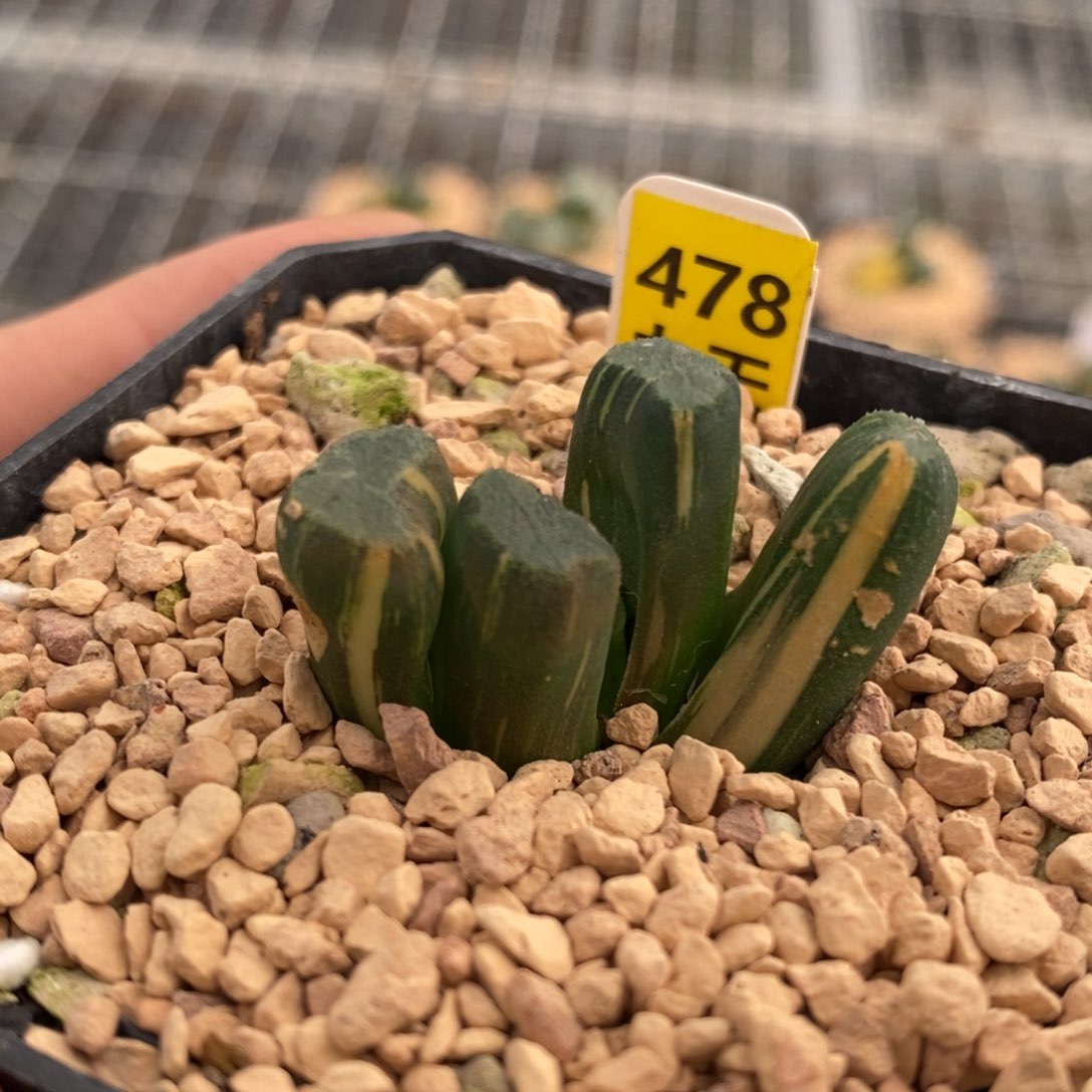 478号大明湖万象锦带盆