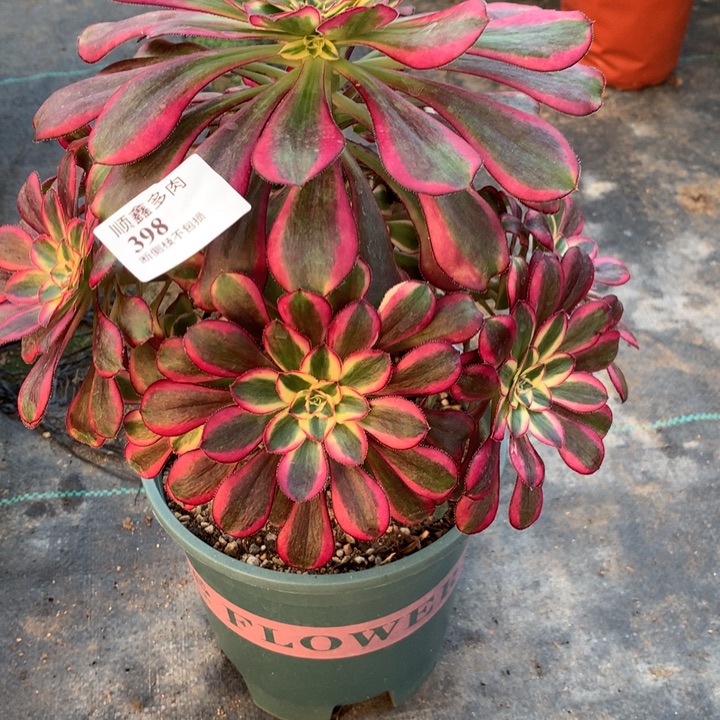 沫***、398冰淇淋变异多肉植物特价