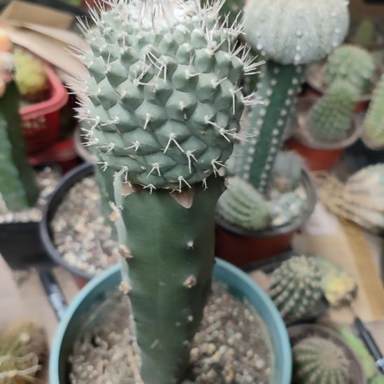 仙人球龙神木嫁接菊水