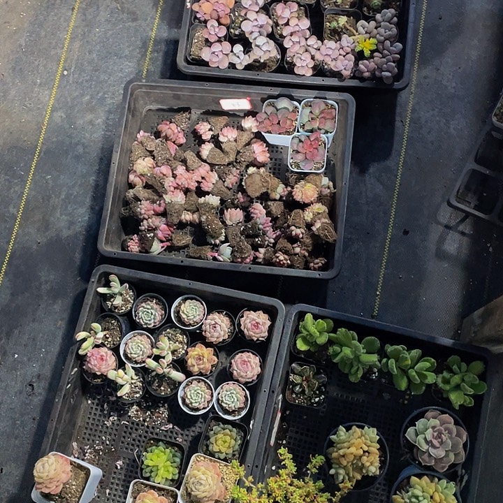 小****六筐小鱼的带盆土发