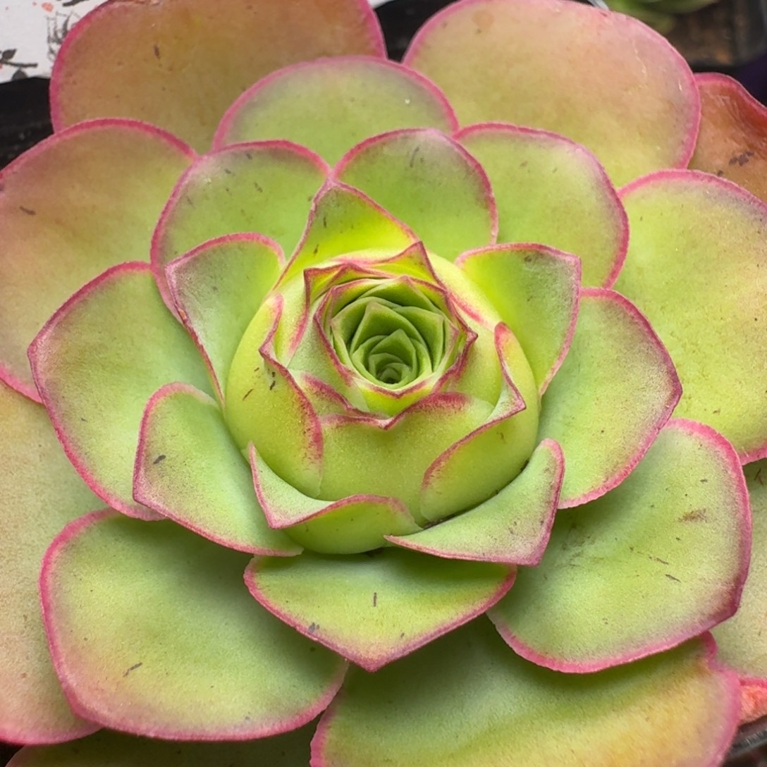 宋***。楹楹-802夏至-冠幅  6.5cm