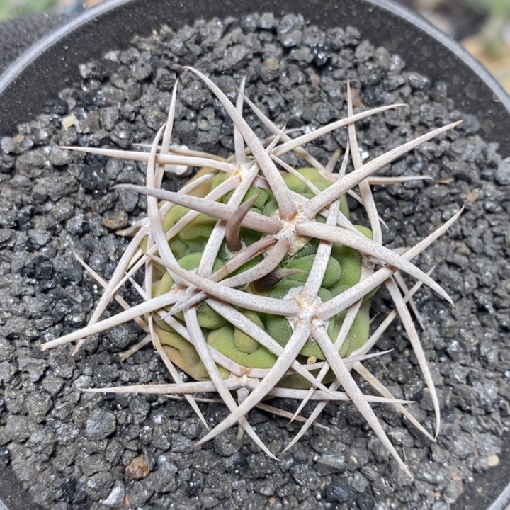 实生精控强刺碧岩玉101号3.5cm