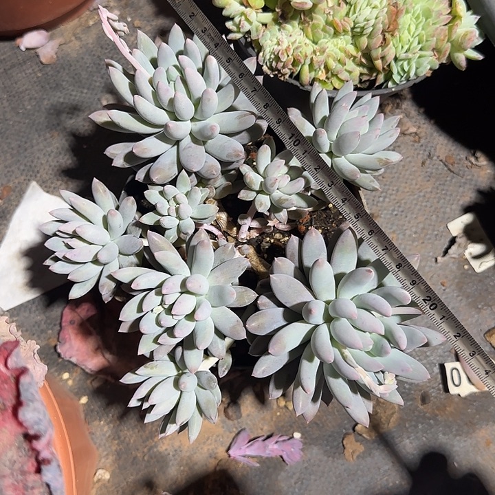 芸***妹所罗门115 多肉植物一物一拍