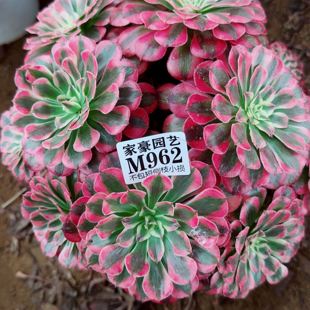 红铜白法师962冠幅25