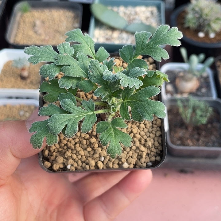 315红花杨葵块根，