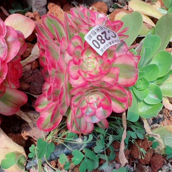 多肉 荔枝多肉法师植物