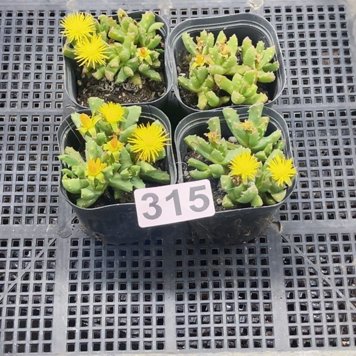 315芳香波一物一图如图