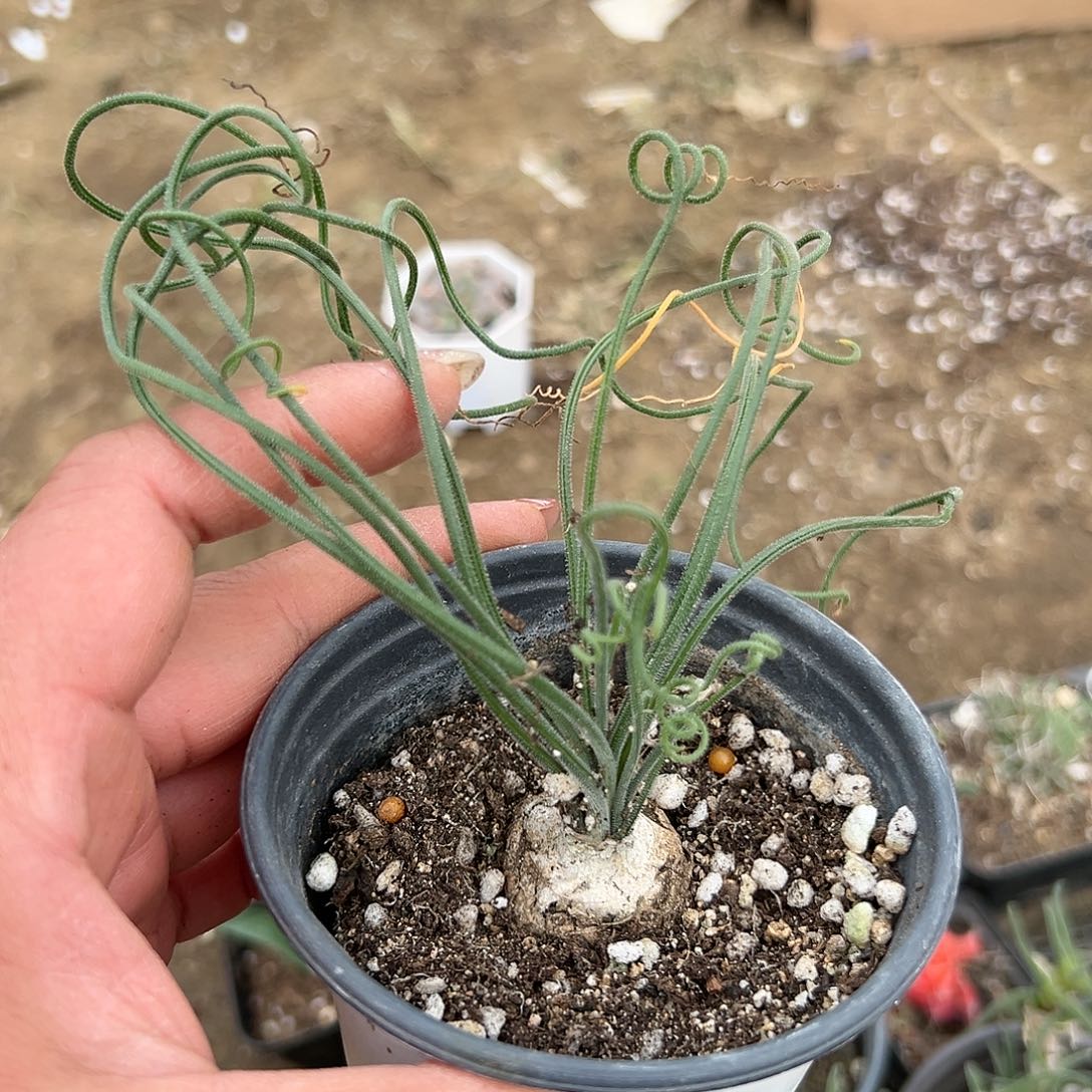 多肉植物弹簧草多肉植物