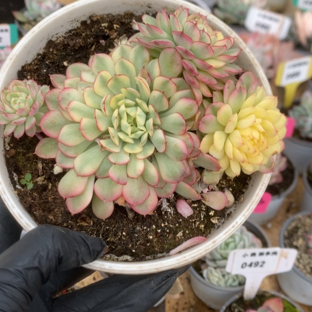 ?***?496黄覆轮梦幻玫瑰锦