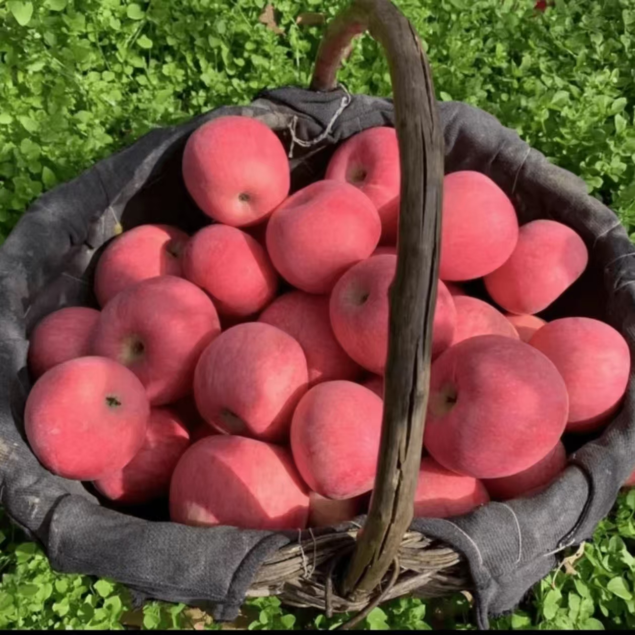 5斤9斤灵宝高山红富士苹果新鲜现摘脆甜多汁果香浓郁整箱包邮