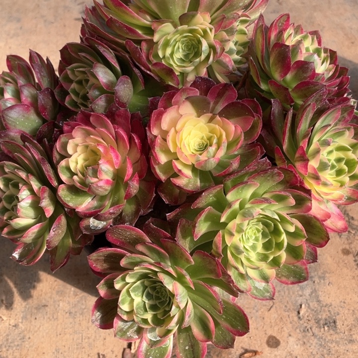 232海王多肉法师福利不包损