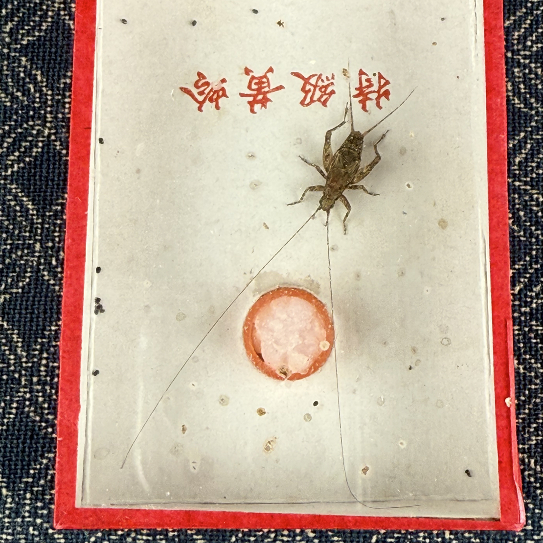 魔王仙子奥蟋（蟋蟀科）鸣虫 路途包死亡 