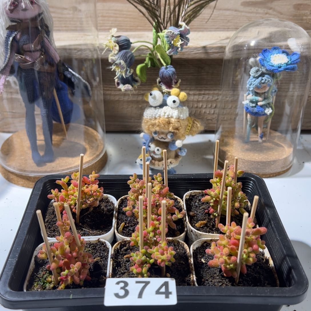 枝干番杏多肉植物374