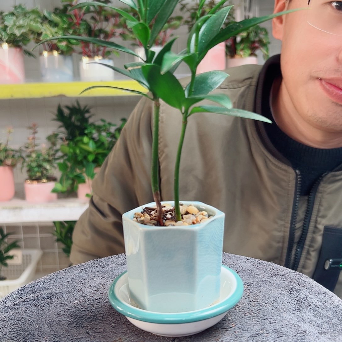 王***发无花朵37                  