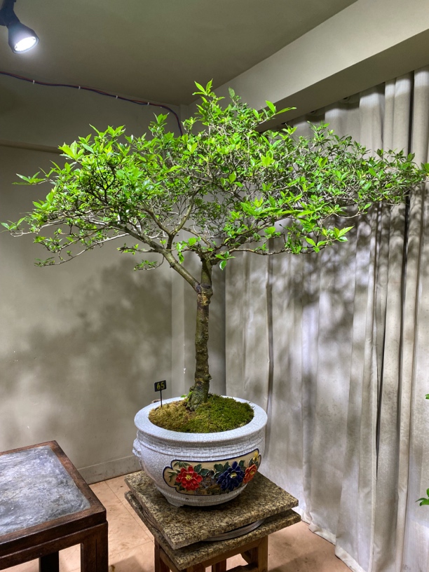 海岛栀子花老桩盆景大树形蘑菇顶