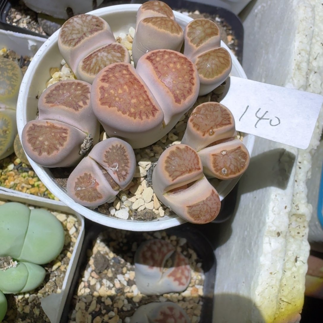 星*140多肉腿略长给予我力量