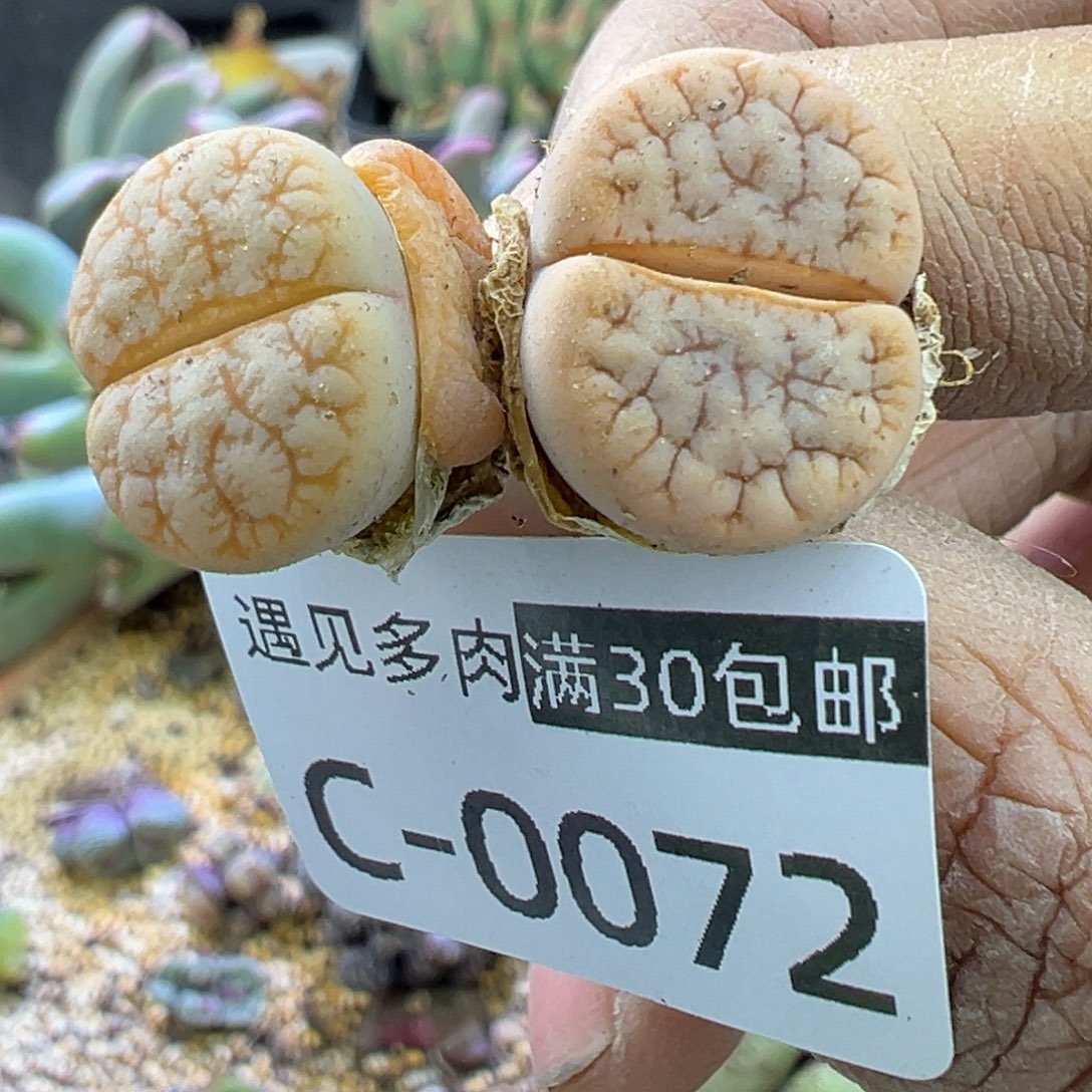 多肉植物的e 11111111111111111