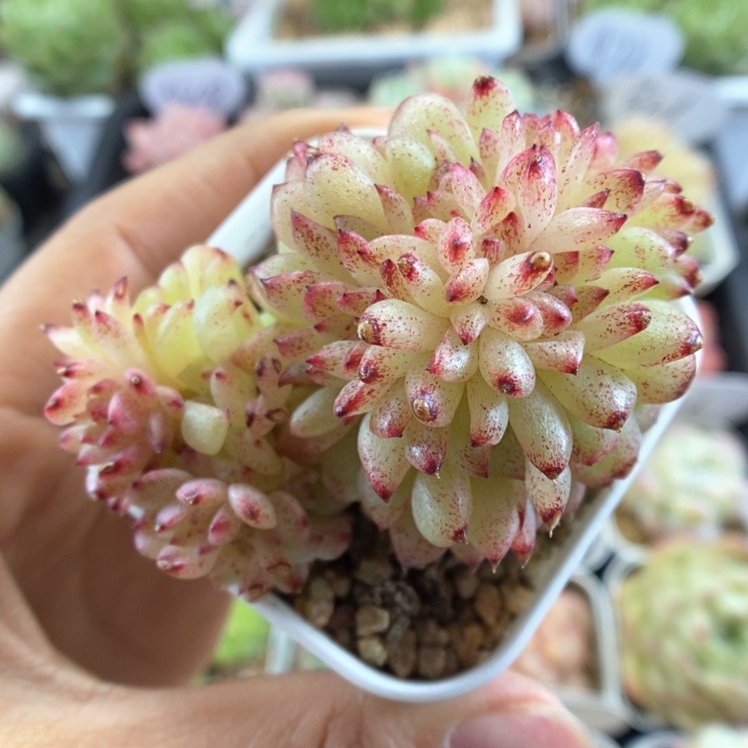 麦秆缀化群生可拍。 