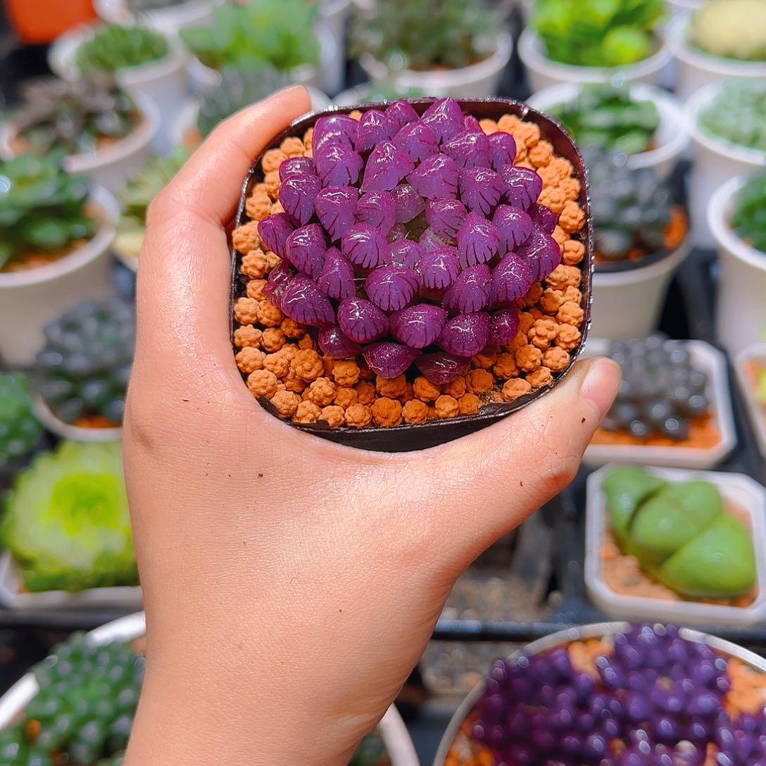 紫宝石冰灯玉露，原盆，人工上色