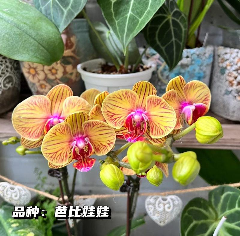 颜色大小发货移栽季节原生种蝴蝶兰实生新手练手苗有香味3.0杯