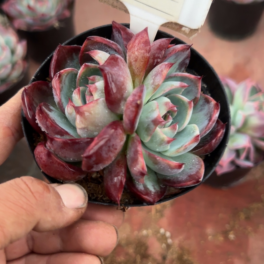 黑红惊鸿一物一拍包装收缩花旱860