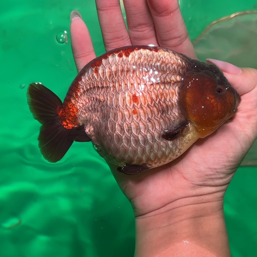 海水鱼兰寿活体淡水观赏鱼