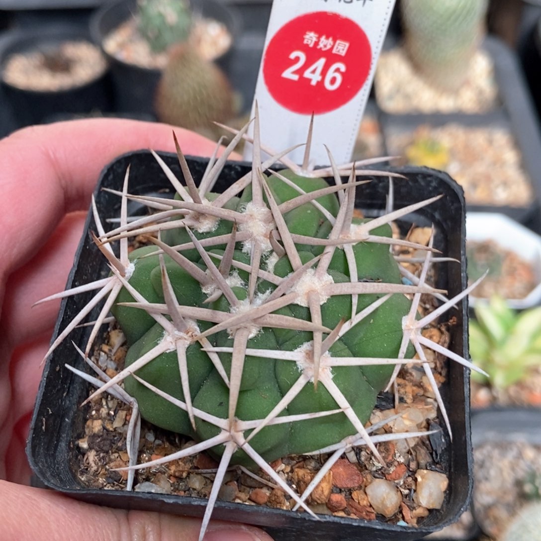 实生带中刺粗刺碧岩玉5.4cm