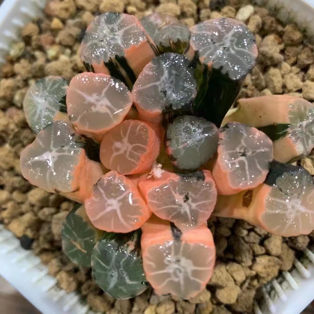 1号-199号  玉露多肉植物十二卷链接    直播付款   请勿乱拍