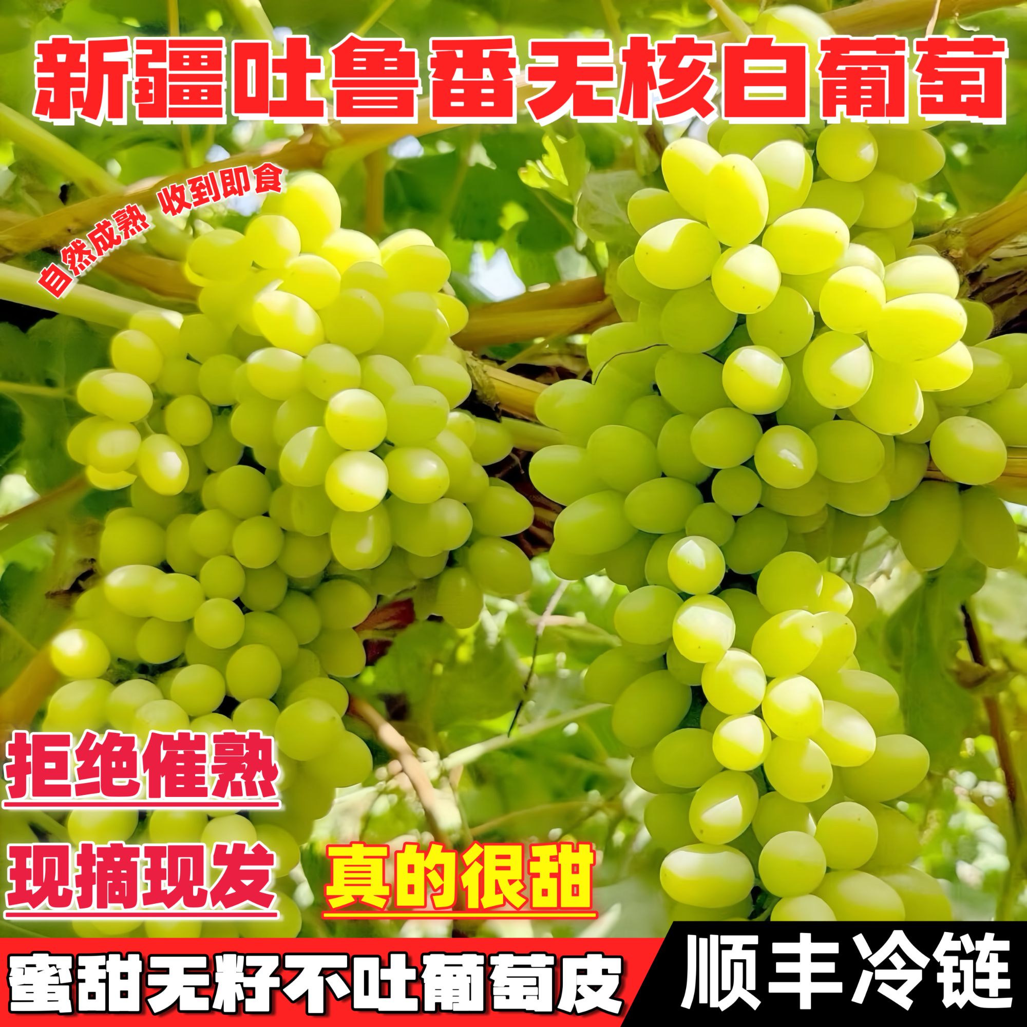 【顺丰冷链】新疆吐鲁番无核白葡萄应季新鲜水果无籽脆甜