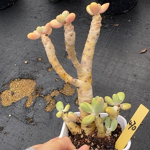 470有瑕疵介意勿拍