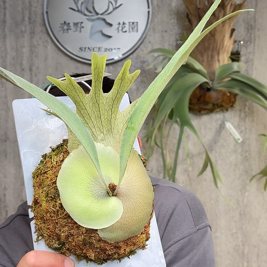 完全开放乌汶2号鹿角蕨春野花园