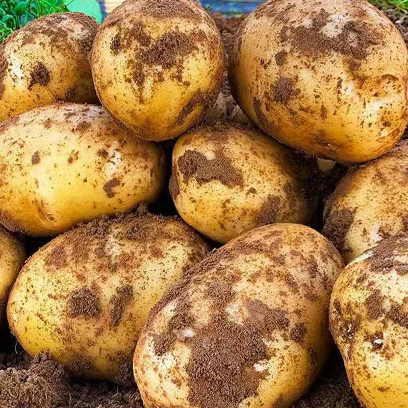 【2025年新土豆】新鲜土豆马铃薯洋芋当季现挖土豆蔬菜批发ft