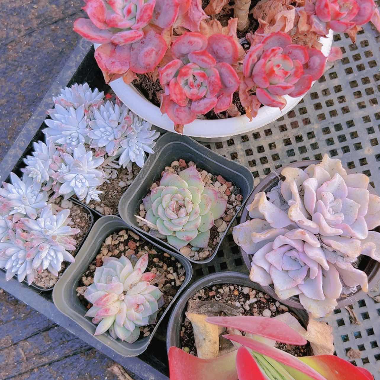 【闪购商品】1筐26.8多肉