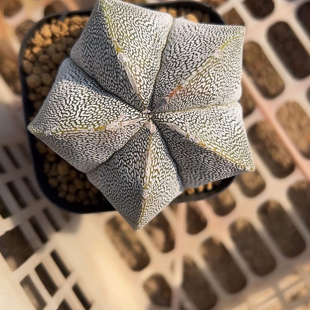 小***小实生恩冢鸾凤玉一物一拍