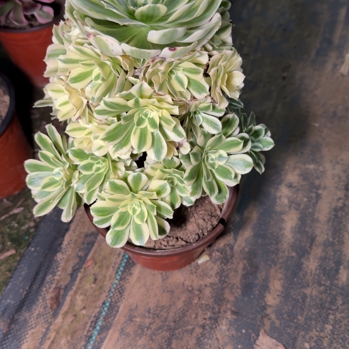 4908迈巴赫不包断枝