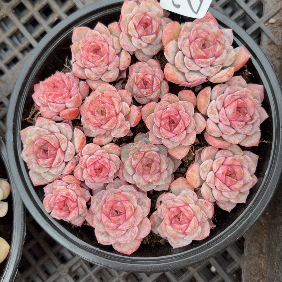多肉植物多肉植物234