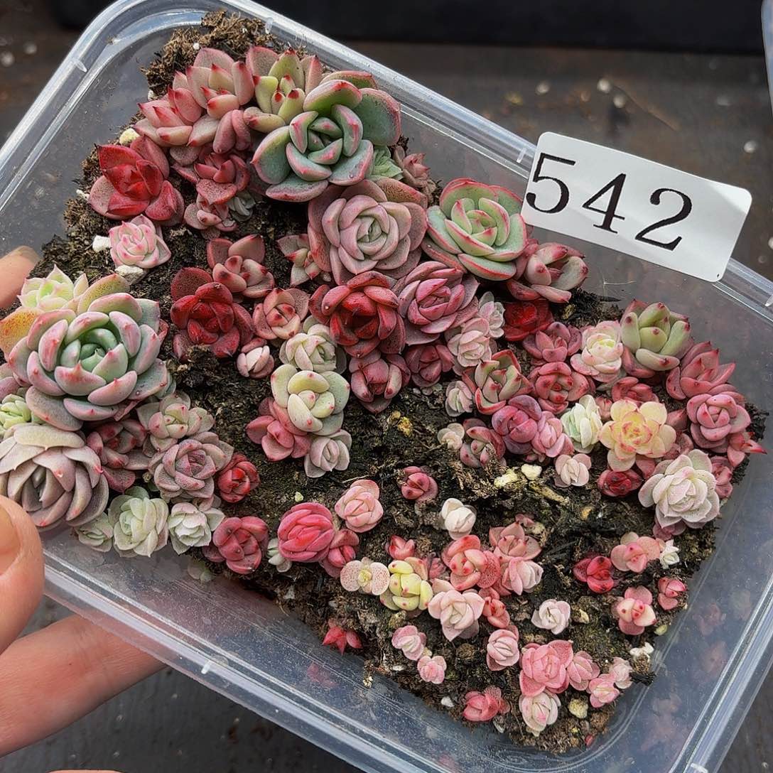 多肉植物多肉植物542