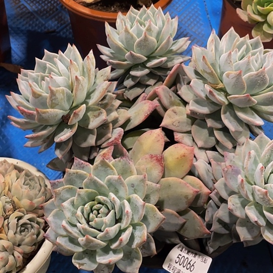 胡*花粉蓝鸟50066多肉