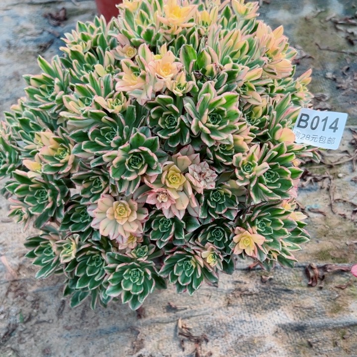 14甜茶多肉植物的