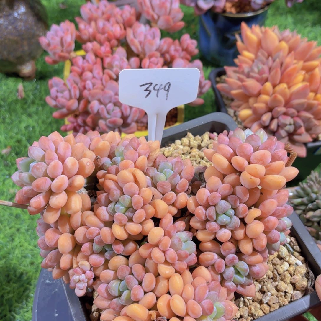 o**星我的小可爱们都好可爱