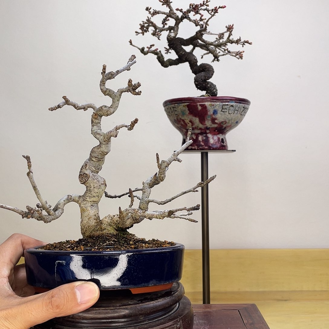 木本红乙女姬苹果盆栽