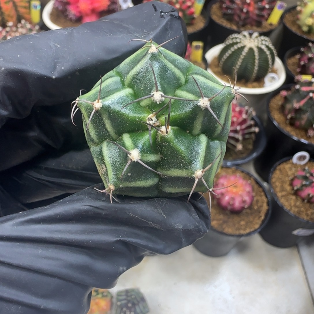 泰系实生五棱皮色球米哈