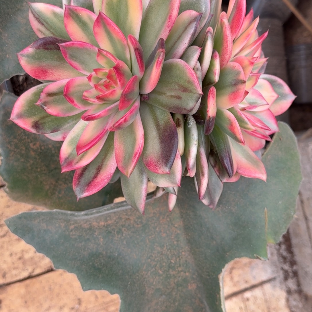 戒***？火焰山锦多肉植物