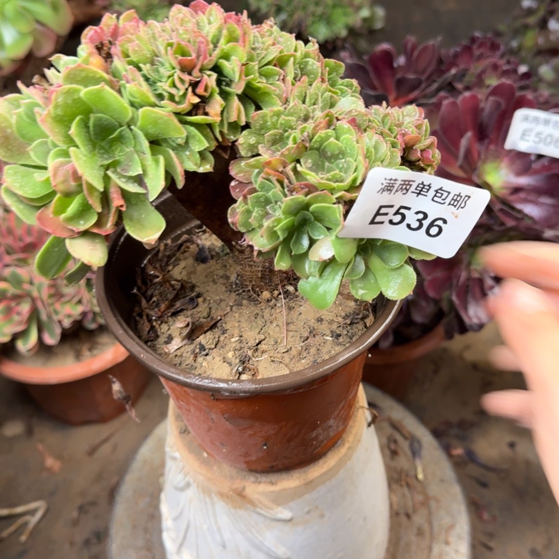 536柠檬缀化法师多肉