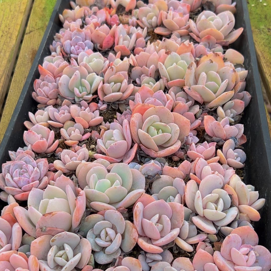 968多肉葡萄领导人