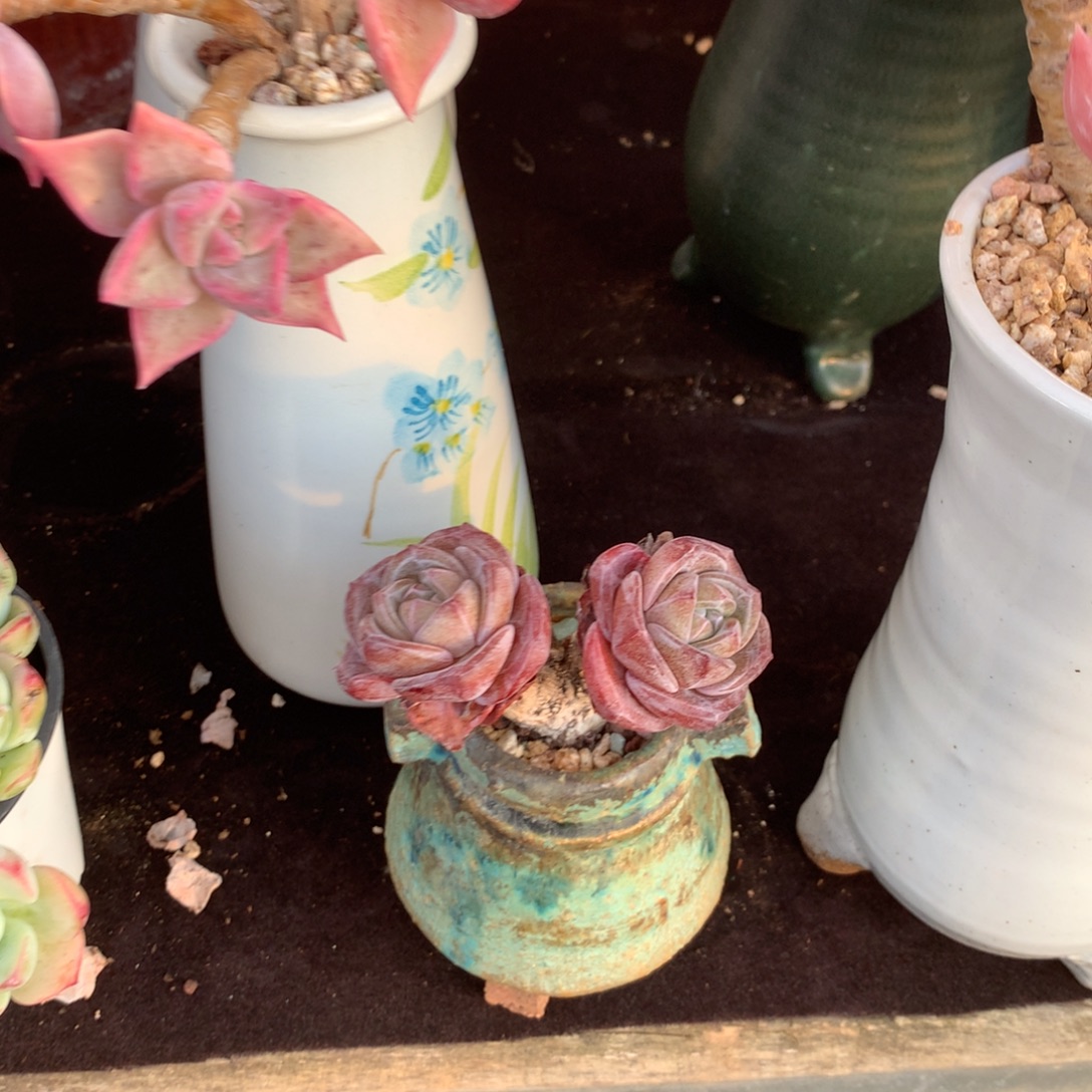 紫***果清政府也会为自己在