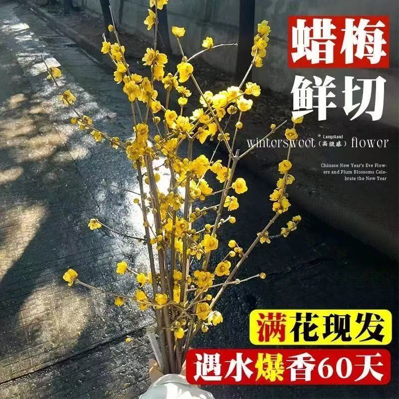 干枝腊梅水培鲜切花耐寒好养遇水开花浓香型花卉