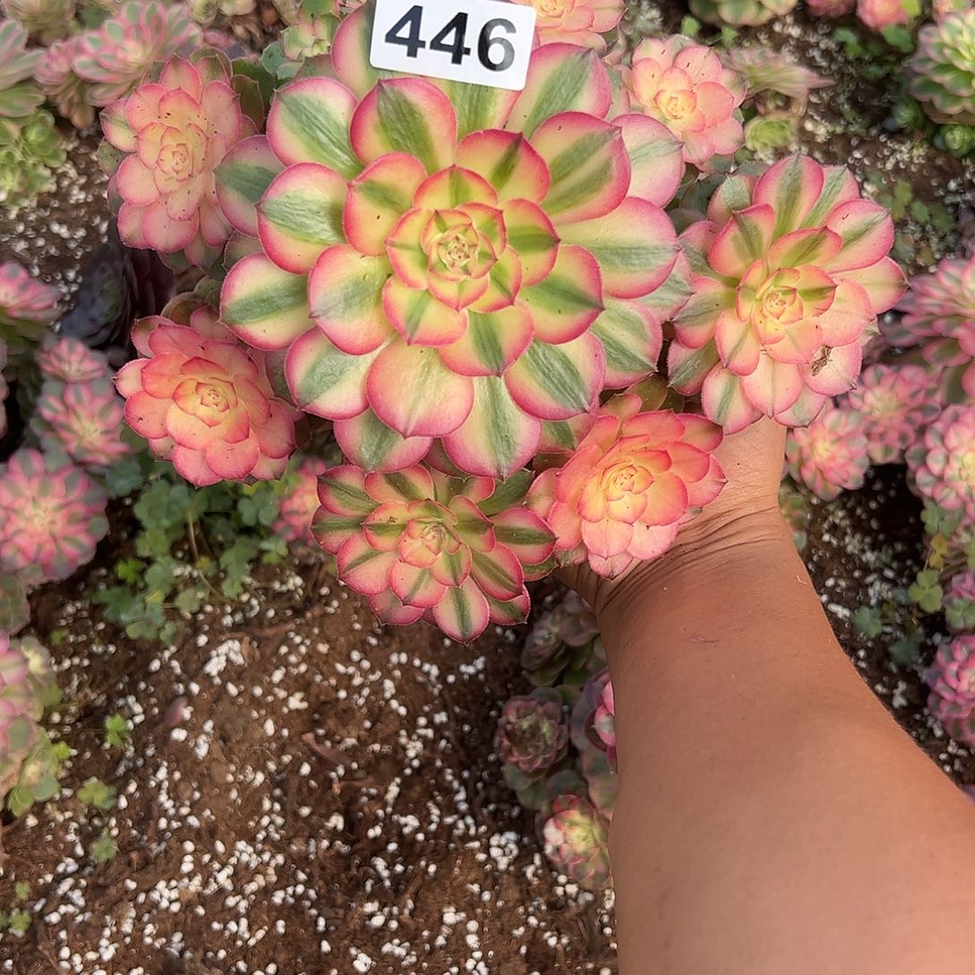 好***鱼精品多肉植物446荔枝