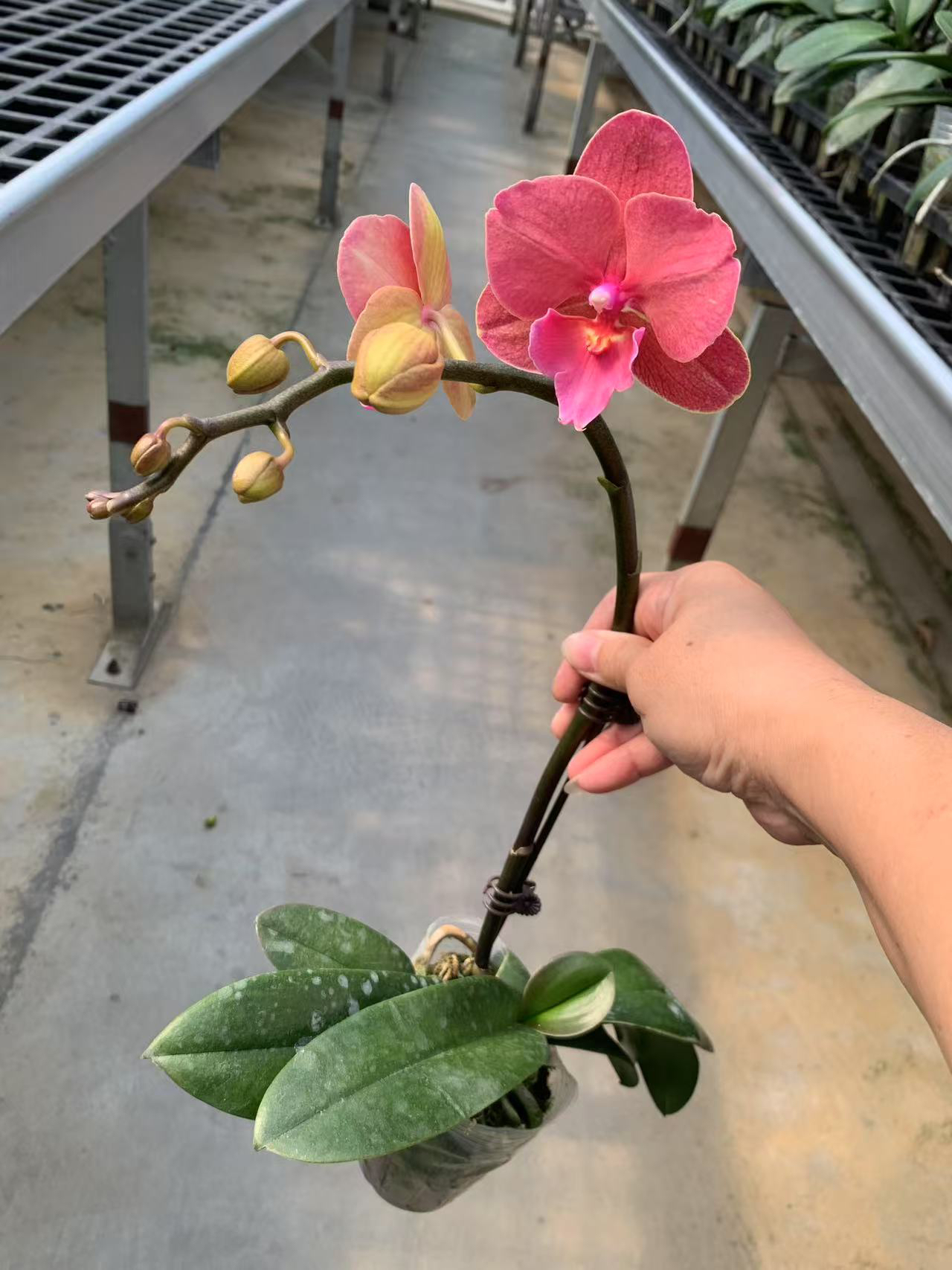 【只发新疆 新疆包邮】红酒恋人蝴蝶兰，有掉花