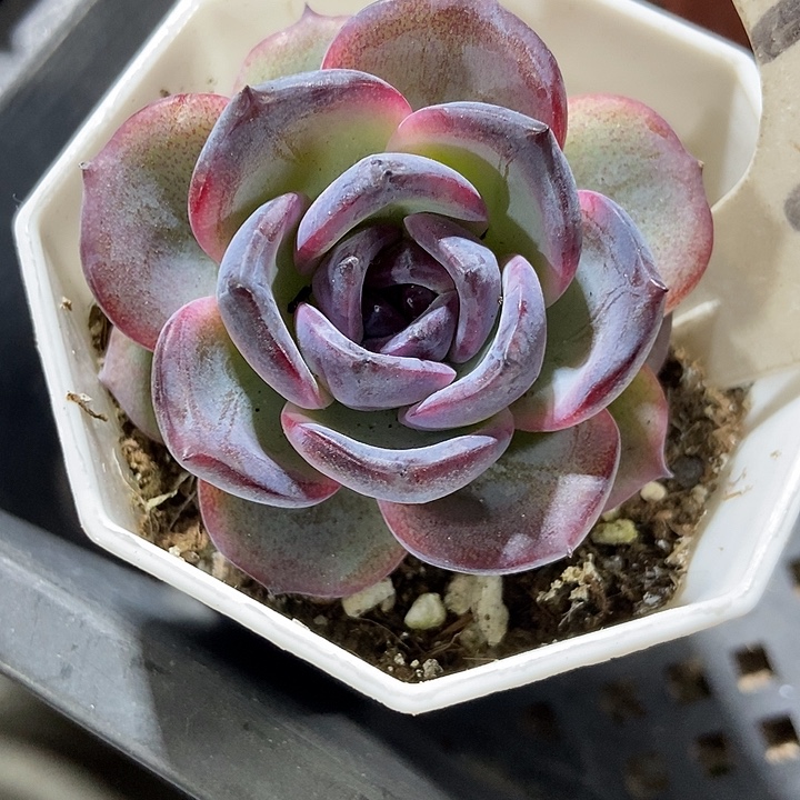 多肉植物黑橙1992